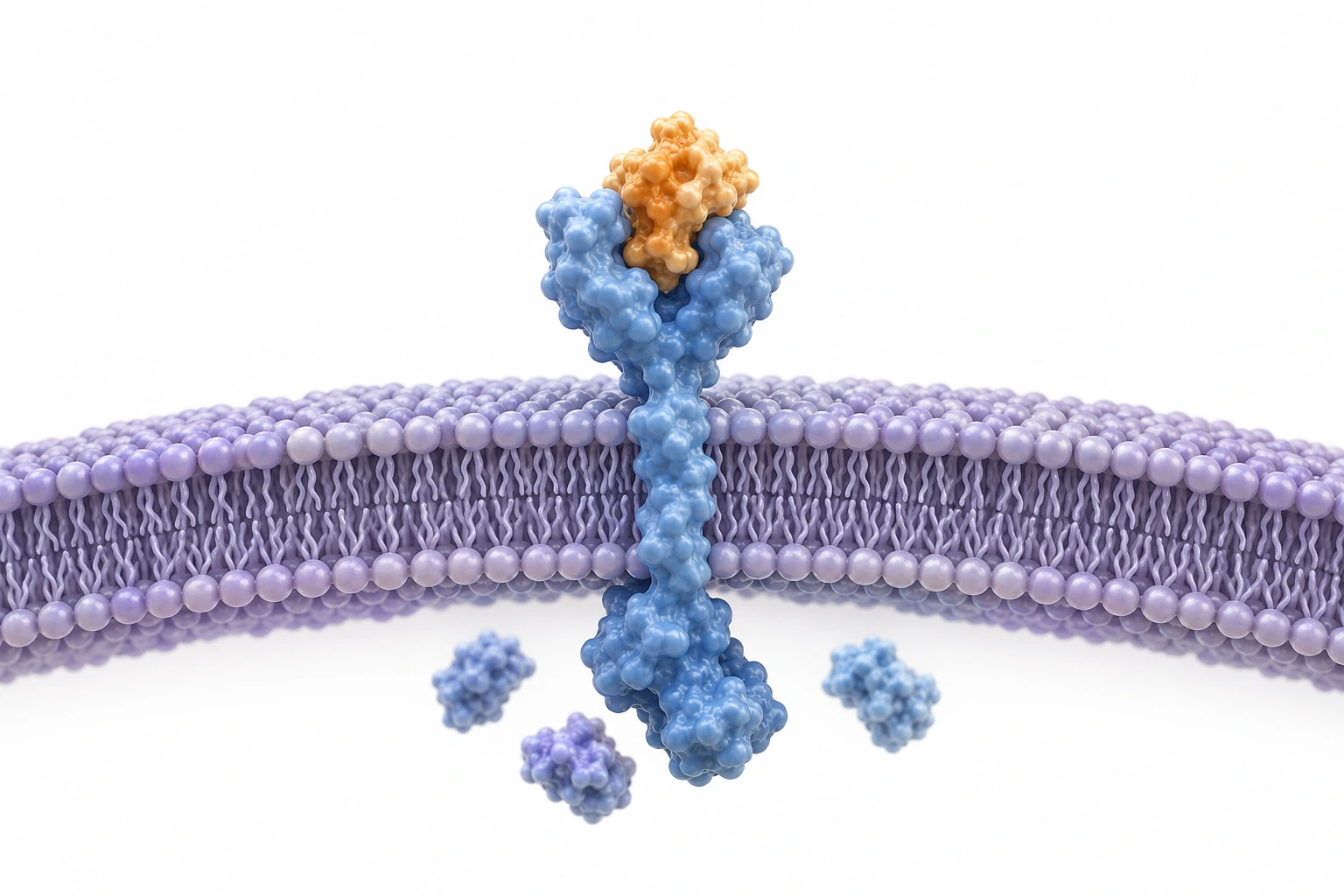 Signals act through receptors